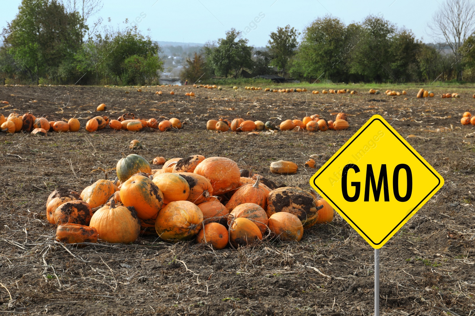 Image of Pile of ripe orange pumpkins on ground in field