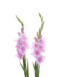 Photo of Beautiful violet gladiolus flowers on white background