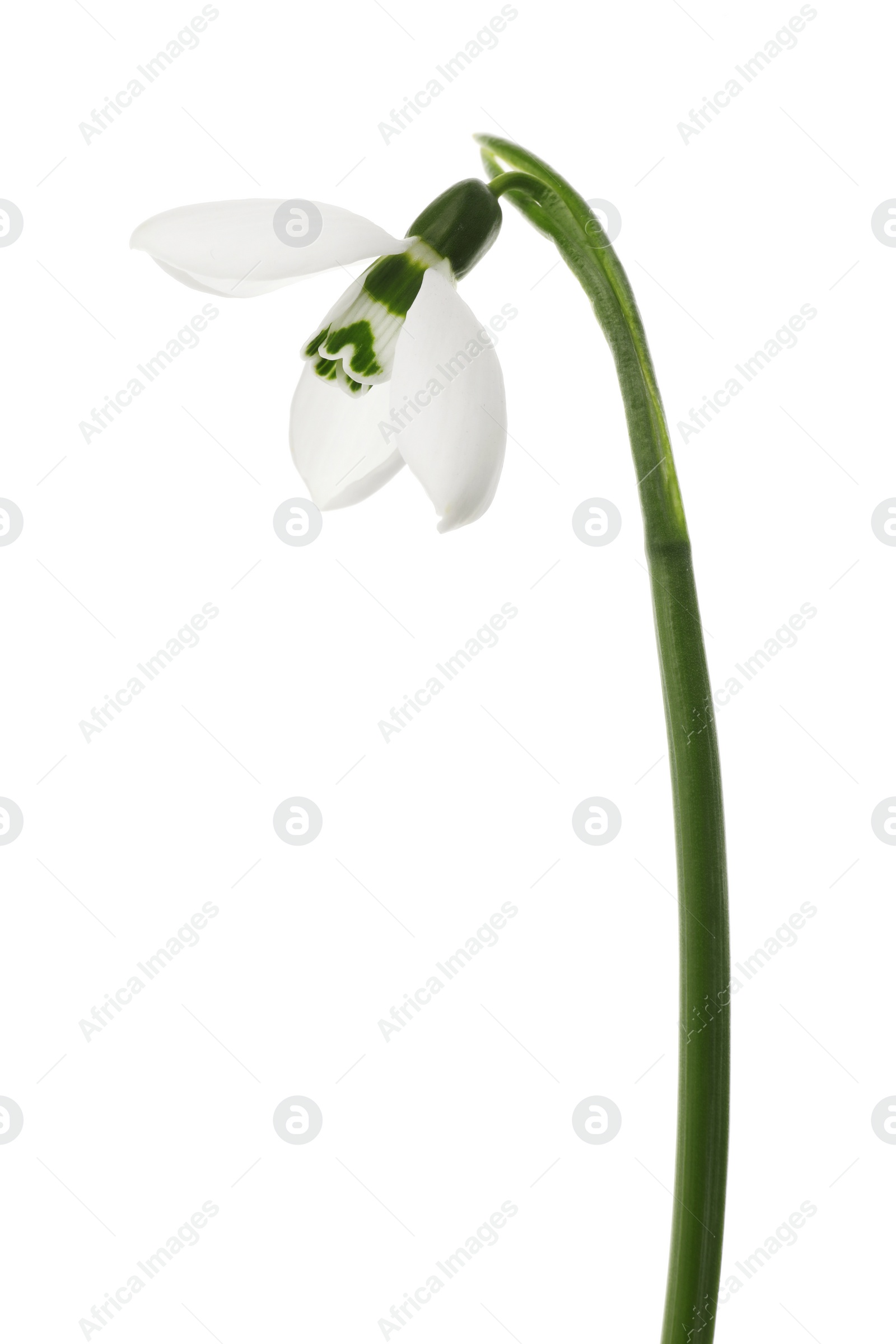 Photo of Beautiful snowdrop isolated on white. Spring flower