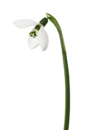 Photo of Beautiful snowdrop isolated on white. Spring flower