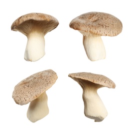 Image of Set of fresh king oyster mushrooms on white background