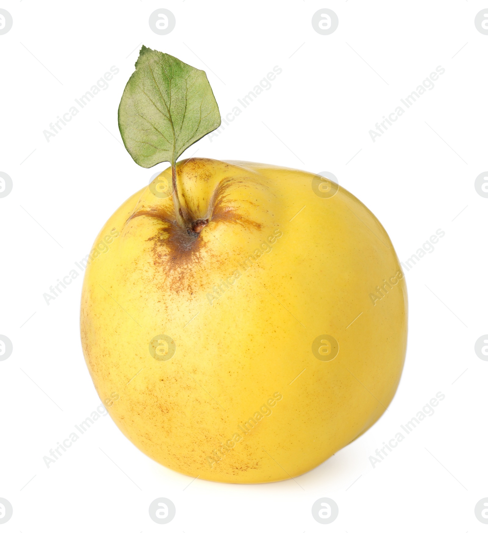 Photo of Fresh ripe quince fruit with leaf isolated on white