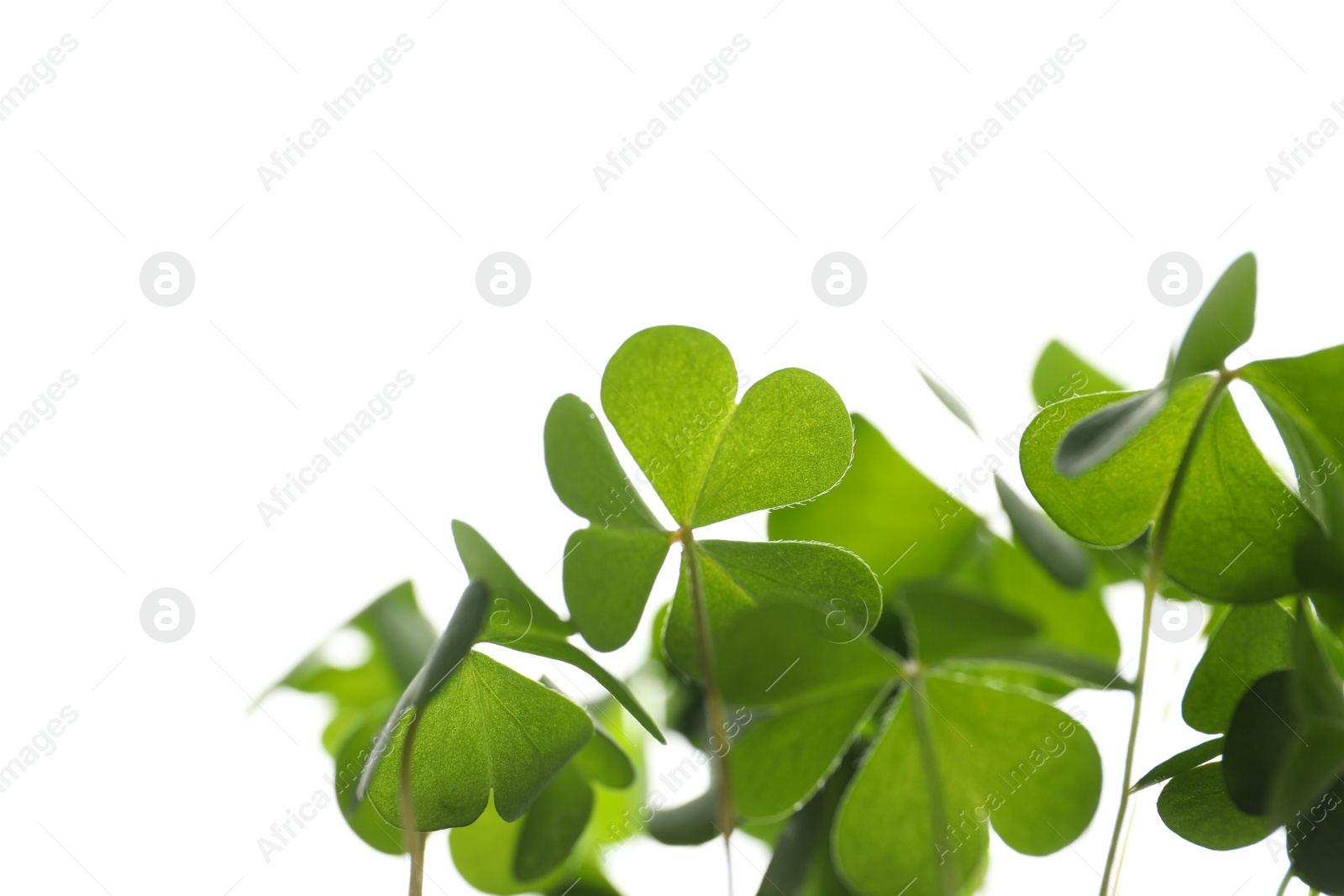 Photo of Clover leaves on white background, closeup. St. Patrick's Day symbol