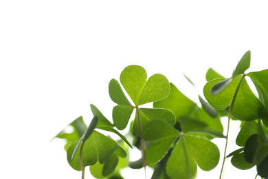 Clover leaves on white background, closeup. St. Patrick's Day symbol