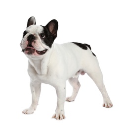 Photo of French bulldog on white background. Adorable pet