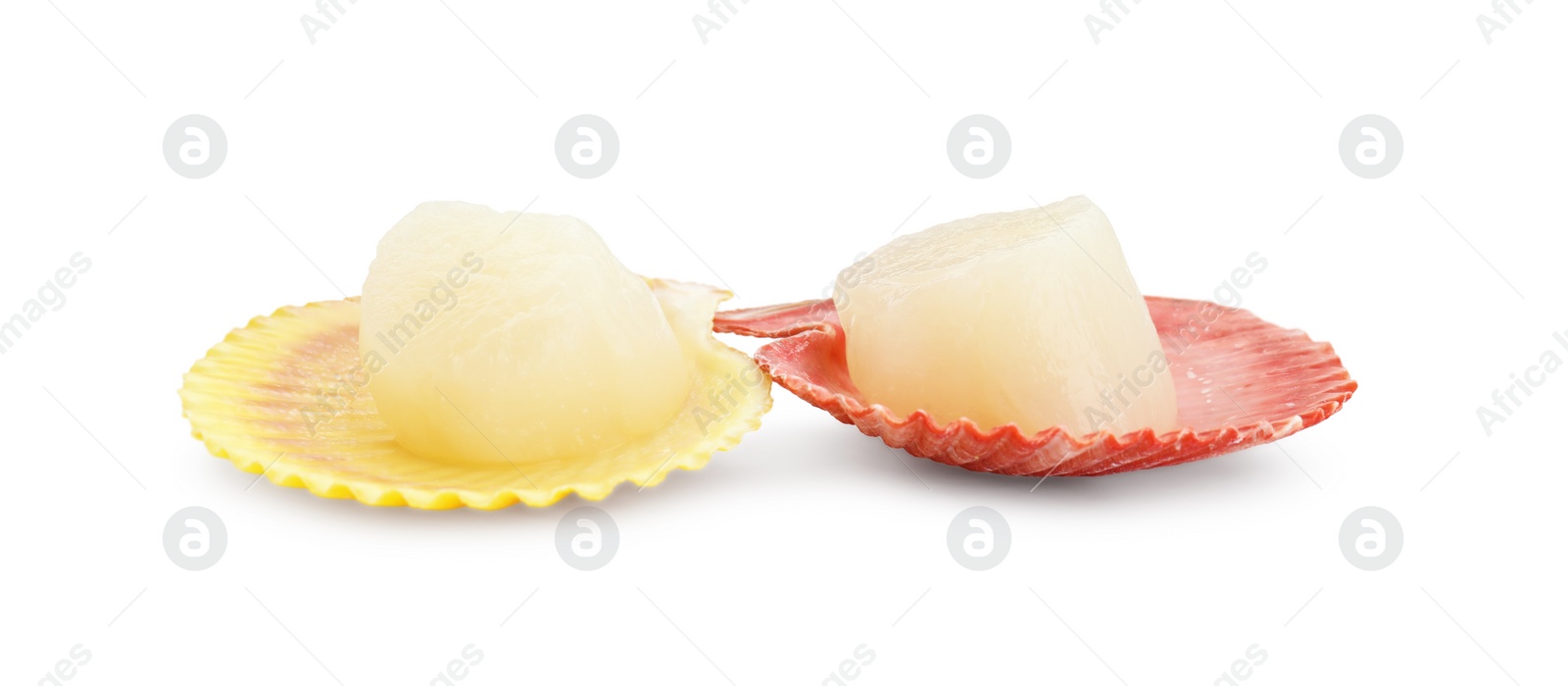 Photo of Fresh raw scallops in shells isolated on white