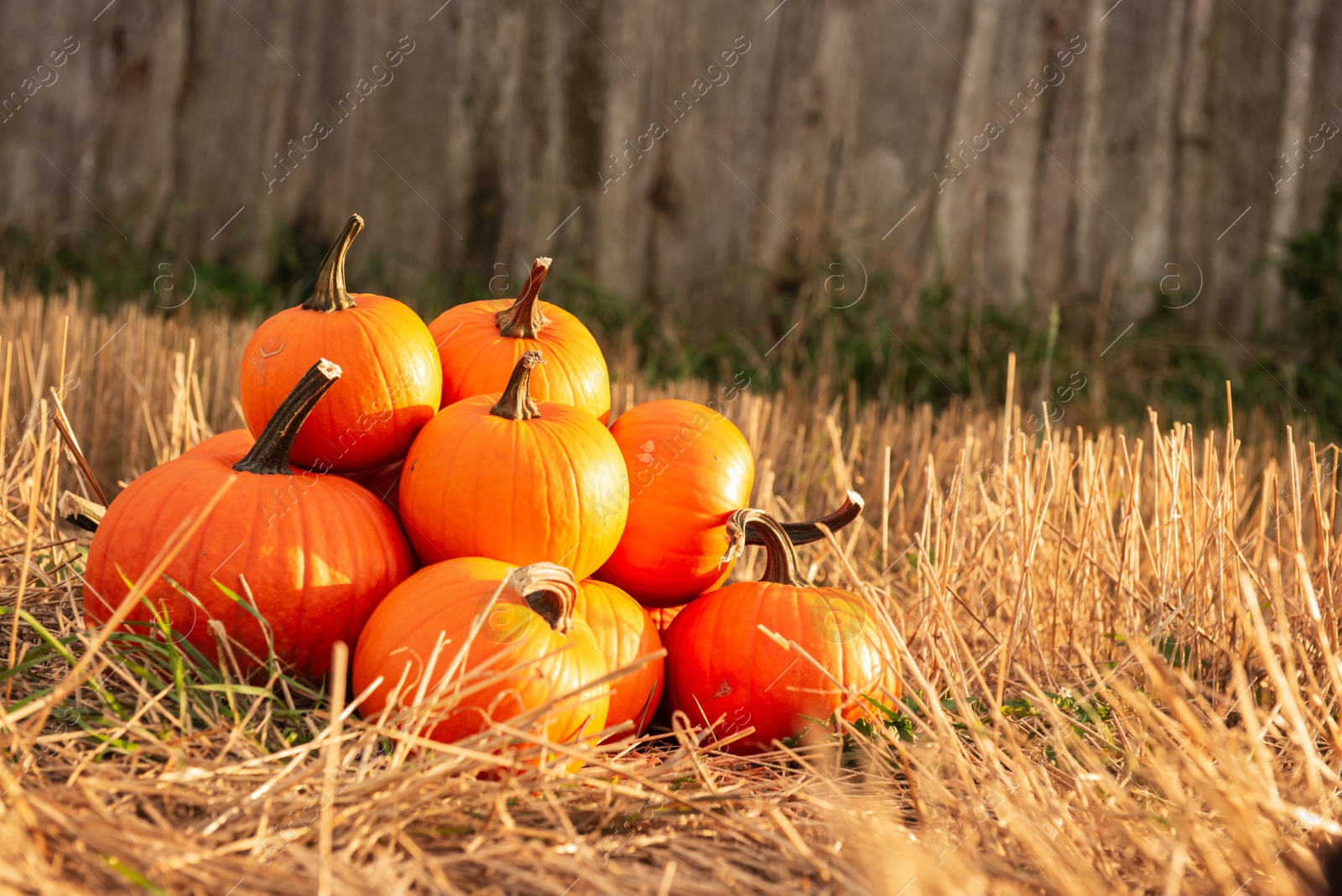 Photo of Ripe orange pumpkins in garden. Space for text