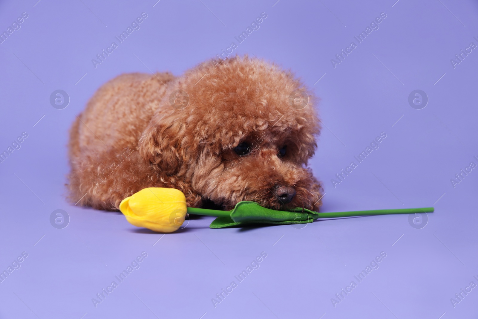 Photo of Cute Maltipoo dog with yellow tulip flower on light purple background