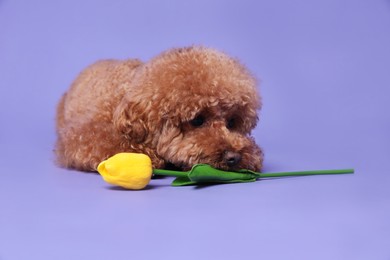 Photo of Cute Maltipoo dog with yellow tulip flower on light purple background