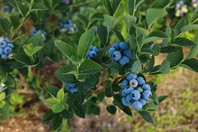 Photo of Bush of wild blueberry with berries growing outdoors, closeup