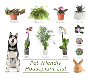 Image of List of pet-friendly houseplants on white background