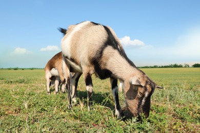 Photo of Cute goats on pasture at farm. Animal husbandry