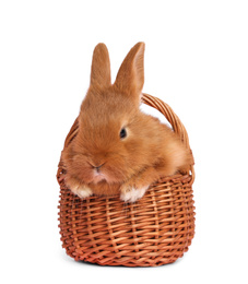 Adorable fluffy Easter bunny in wicker basket on white background