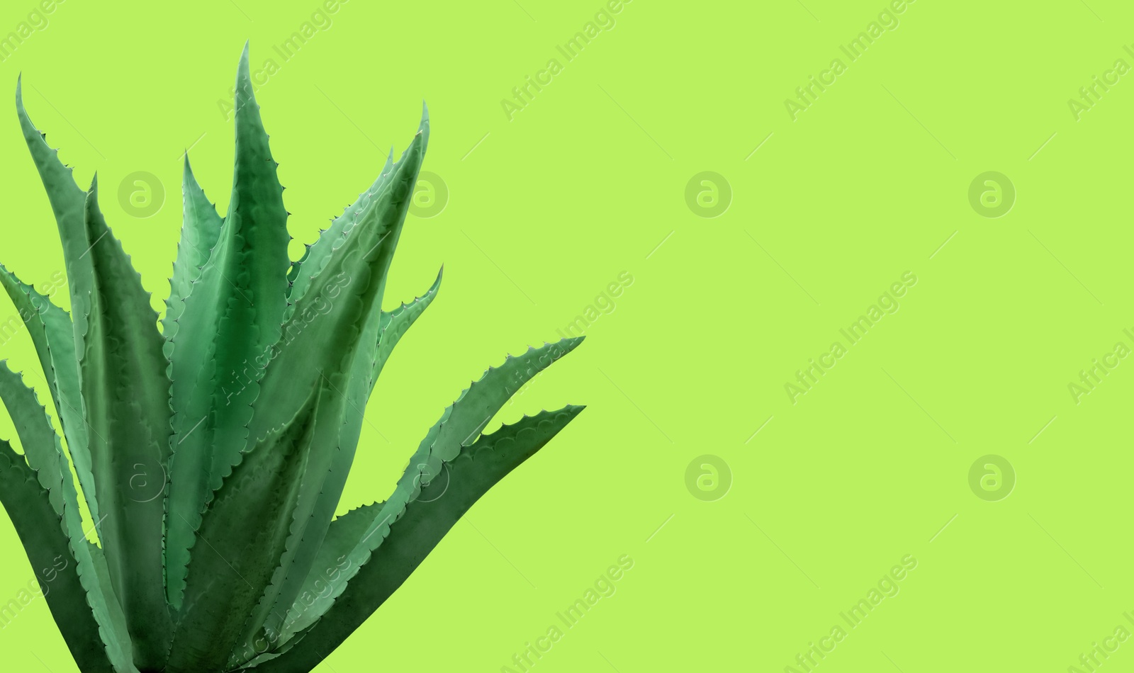 Image of Beautiful green agave plant on green yellow background,