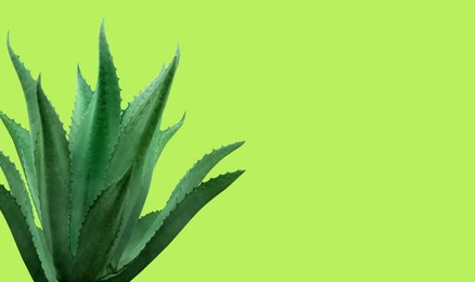 Beautiful green agave plant on green yellow background,