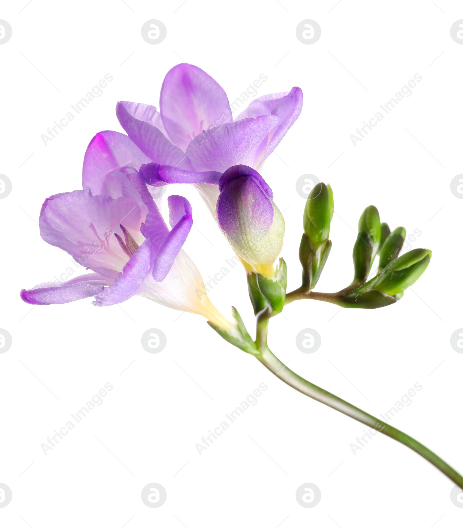 Photo of Beautiful violet freesia flower on white background