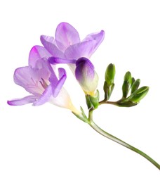 Photo of Beautiful violet freesia flower on white background