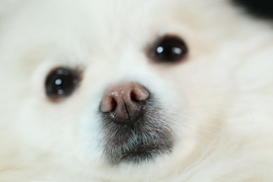 Photo of Cute fluffy Pomeranian dog, closeup. Lovely pet