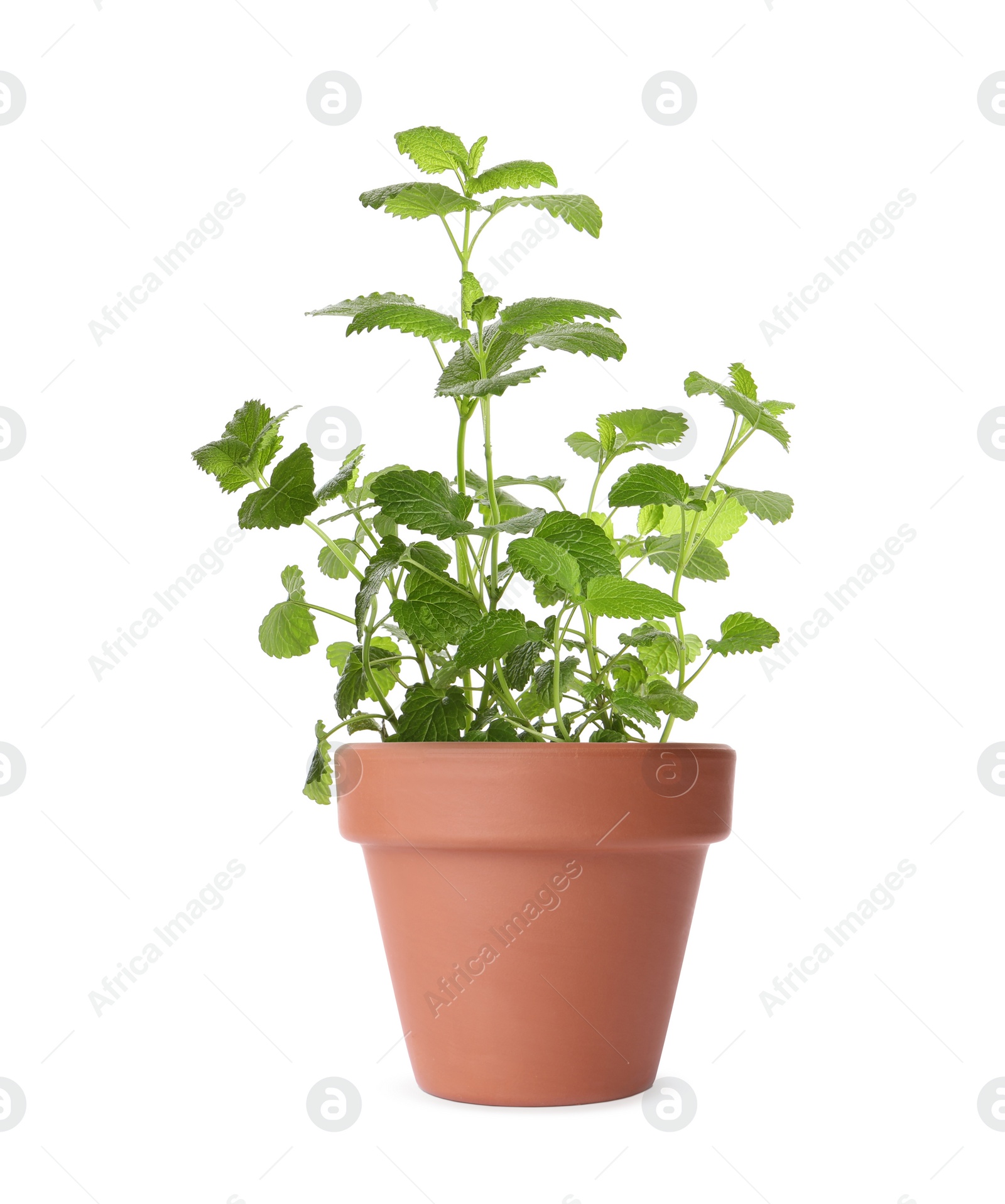 Image of Green lemon balm in clay pot isolated on white