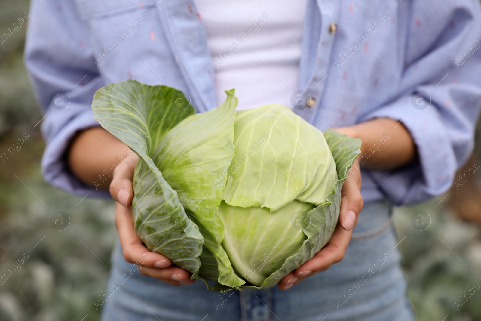 Photo of Farmer with green cabbage in field, closeup view. Harvesting time