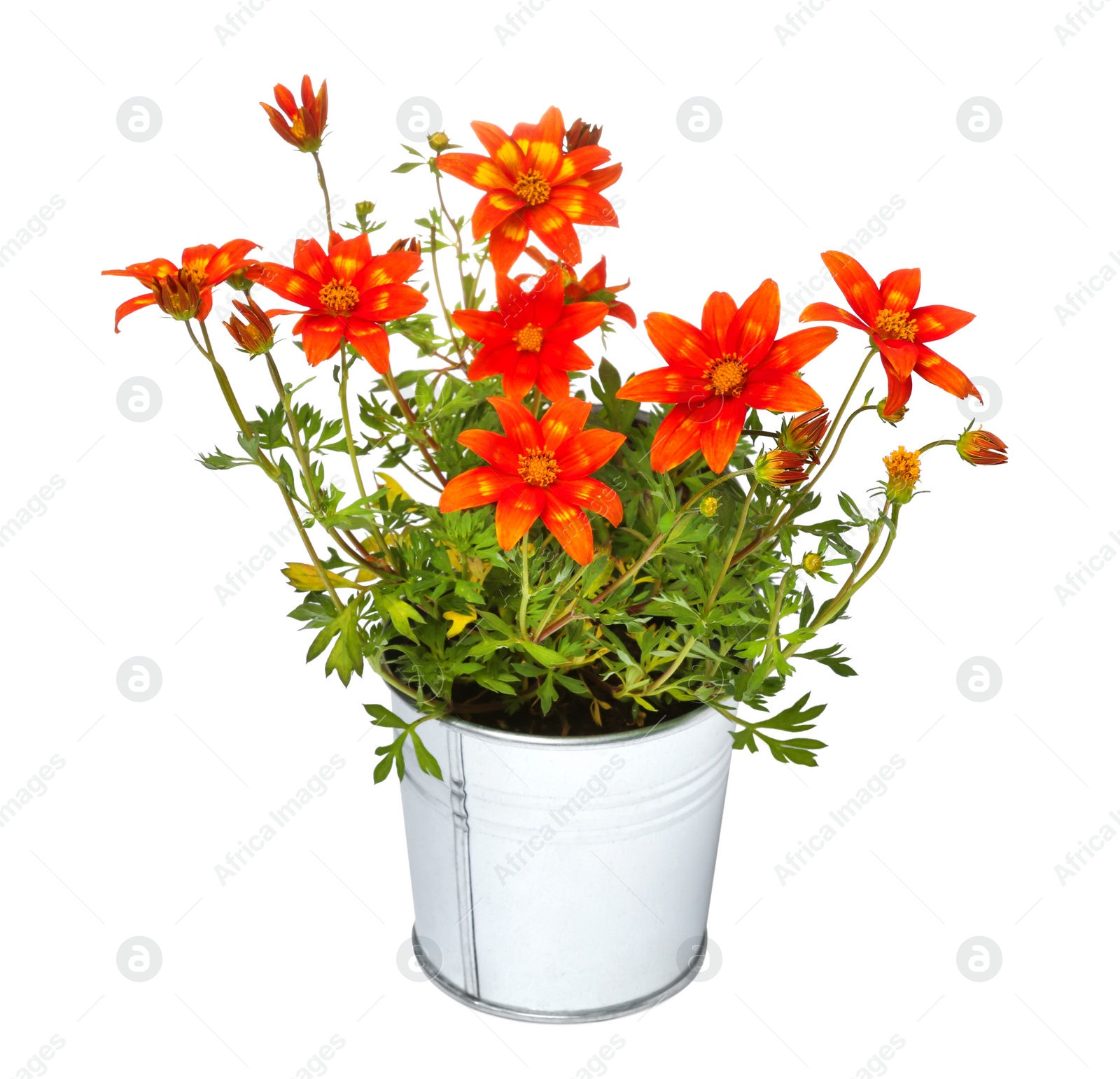 Photo of Beautiful bidens ferulifolia flowers in metal pot isolated on white