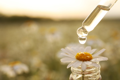 Dripping essential oil from pipette onto chamomile in bottle outdoors, closeup. Space for text