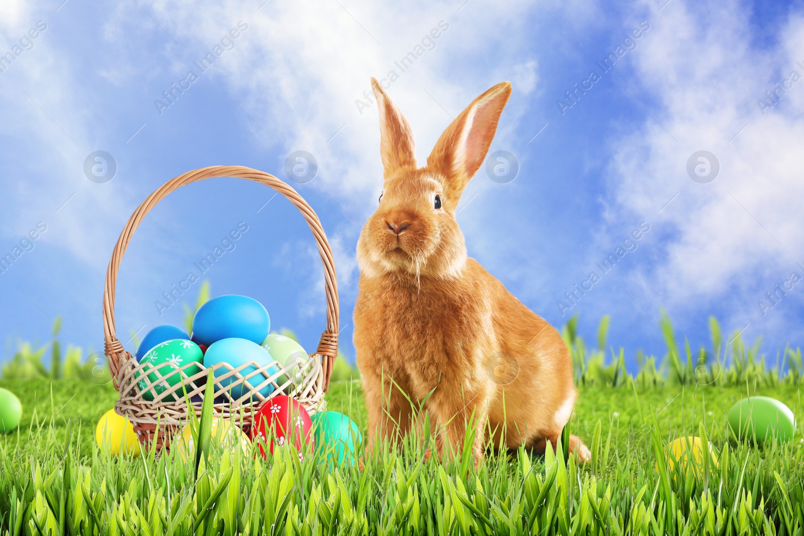 Image of Cute bunny and wicker basket with colorful Easter eggs on green grass outdoors