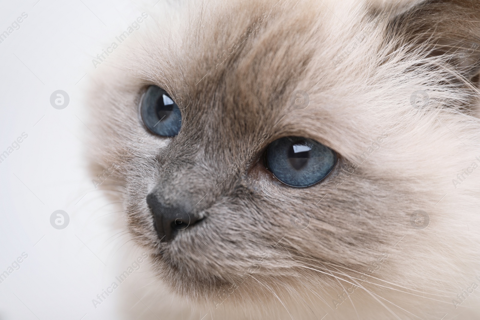 Photo of Birman cat with beautiful blue eyes on light background, closeup