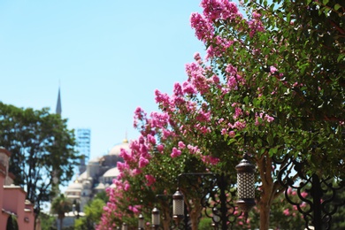 City street with blooming trees on sunny day