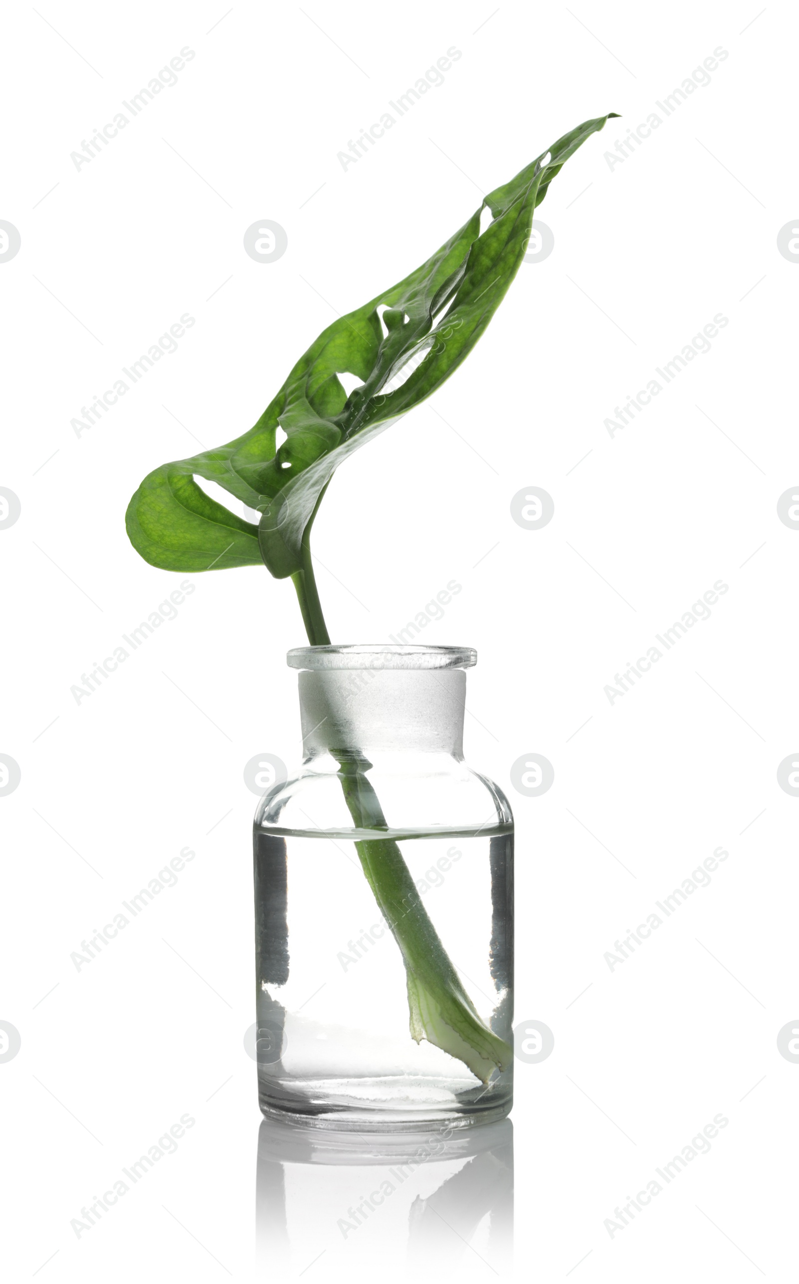 Photo of Lab glassware with exotic plant isolated on white. Organic chemistry
