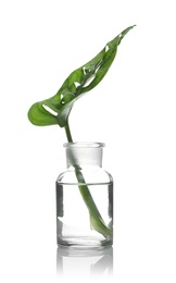 Lab glassware with exotic plant isolated on white. Organic chemistry