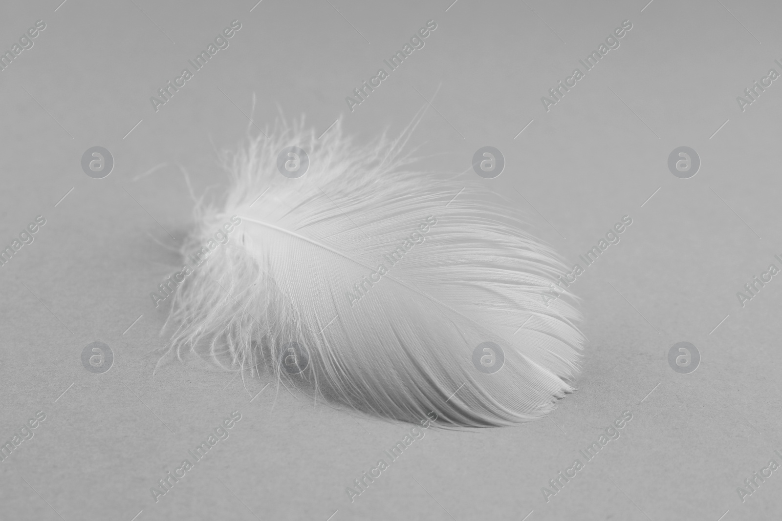 Photo of Fluffy white feather on light grey background, closeup