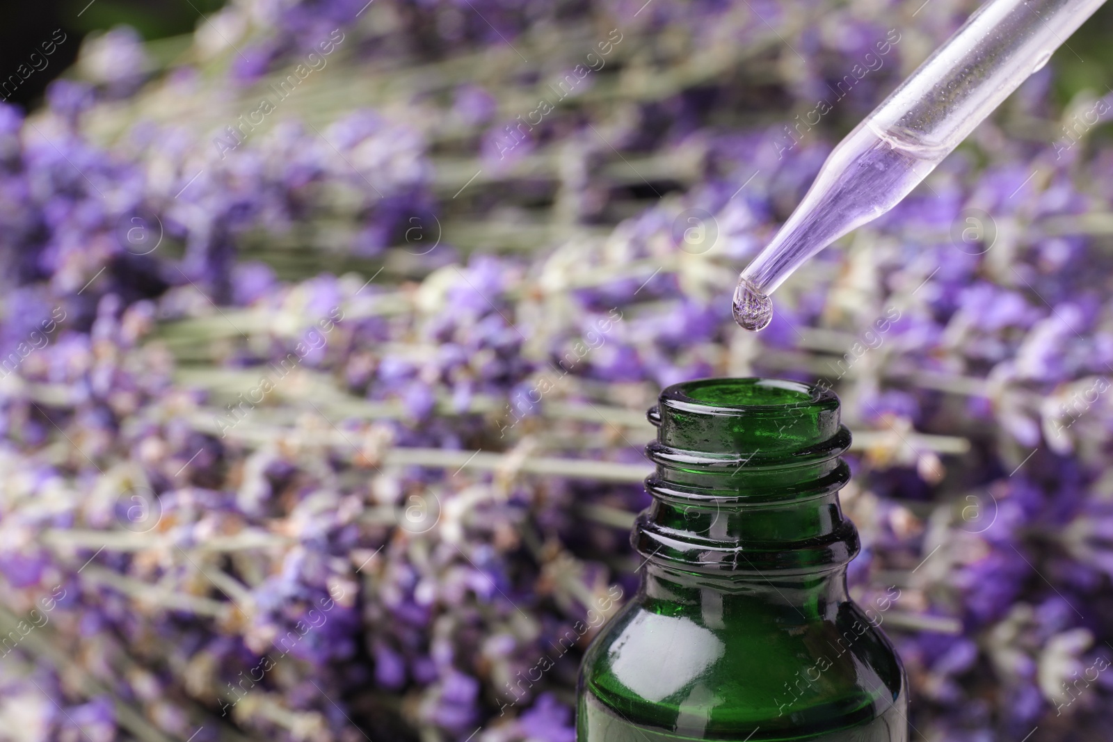 Photo of Natural essential oil dripping from pipette into bottle against lavender flowers, closeup. Space for text