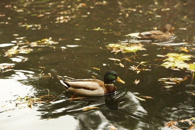 Photo of Cute duck swimming in pond on autumn day