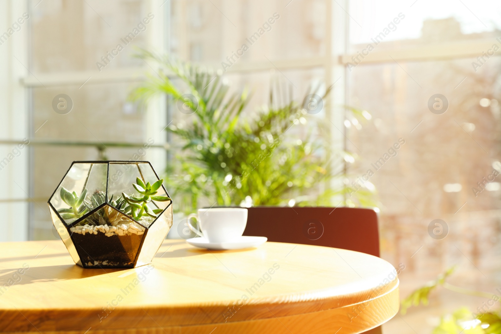 Photo of Succulents in florarium on table indoors, space for text. Trendy home interior with plants