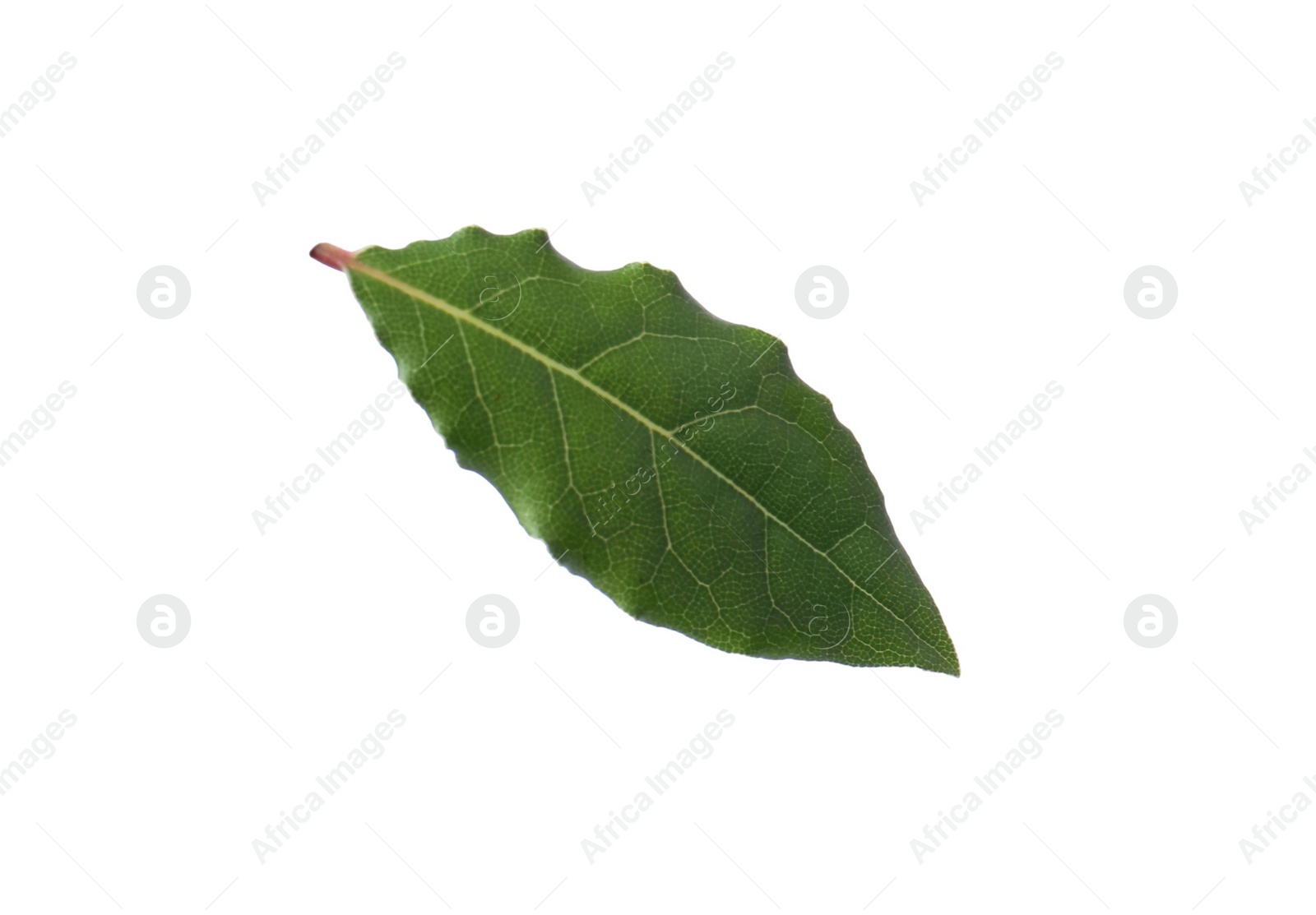 Photo of One fresh bay leaf isolated on white