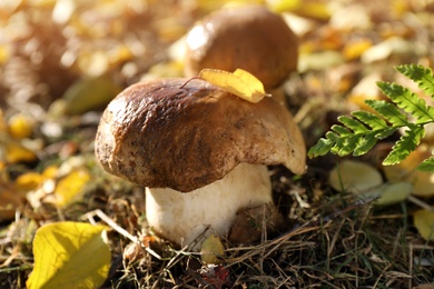 Fresh wild mushrooms growing in forest, closeup view