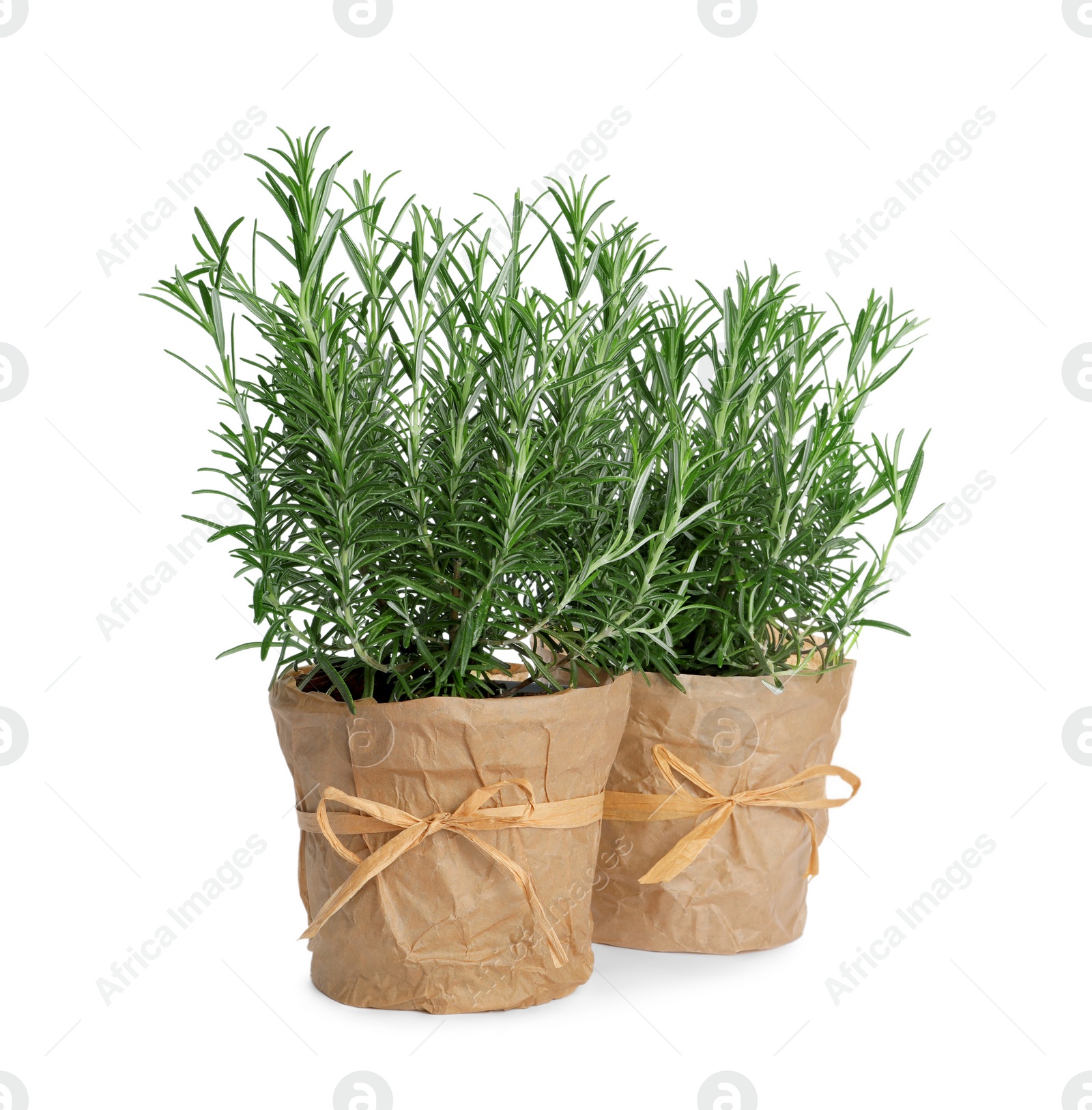 Photo of Aromatic green rosemary in pots on white background