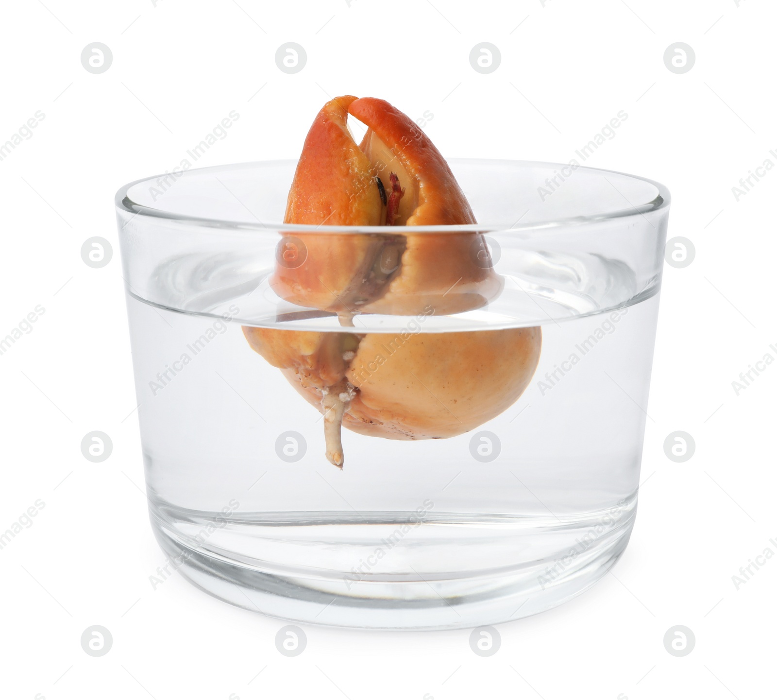 Photo of Avocado pit with sprout and root in glass of water on white background