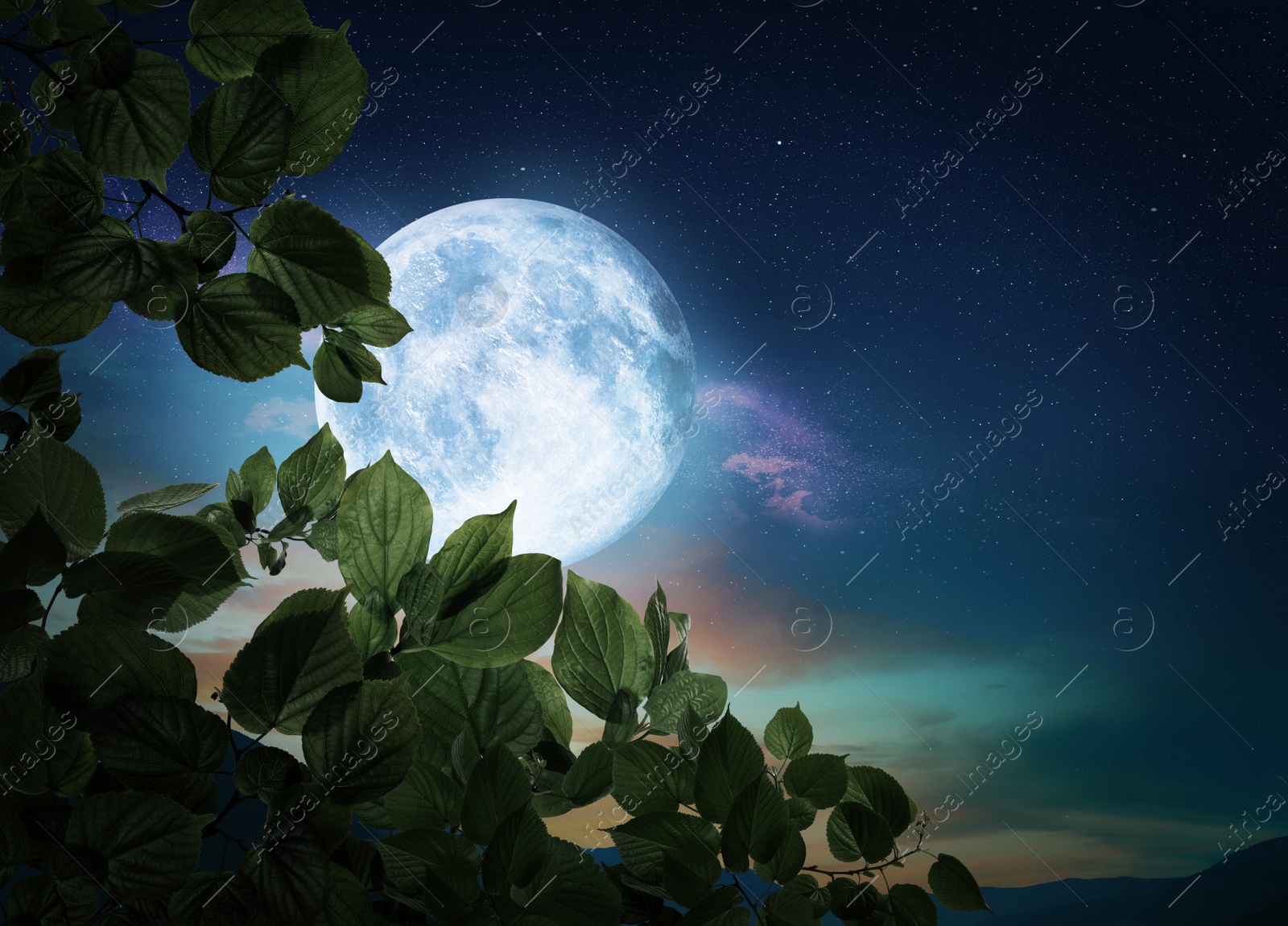 Image of Fantasy night. Tree branch and full moon in starry sky 