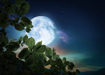 Image of Fantasy night. Tree branch and full moon in starry sky 