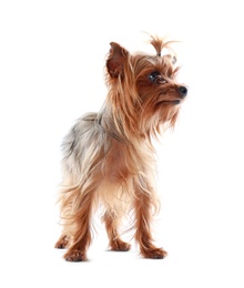 Adorable Yorkshire terrier on white background. Happy dog