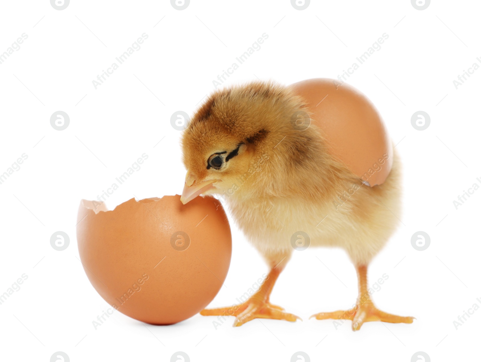 Photo of Cute chick and pieces of eggshell on white background. Baby animal