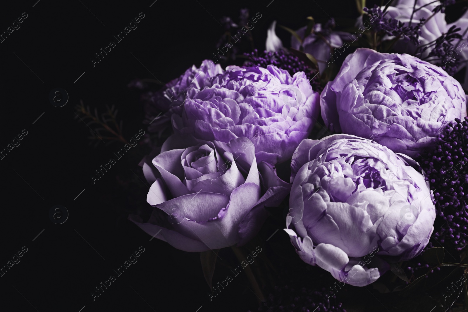 Image of Bouquet with violet flowers on black background, closeup. Funeral attributes