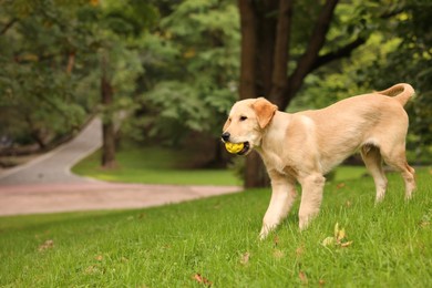 Cute Labrador Retriever puppy playing with ball on green grass in park, space for text