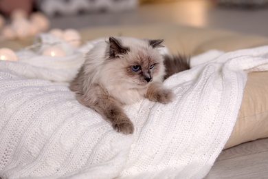 Photo of Cute cat with knitted blanket on pillow at home. Warm and cozy winter