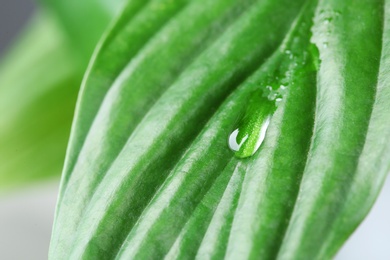 Photo of View of water drop on green leaf, closeup