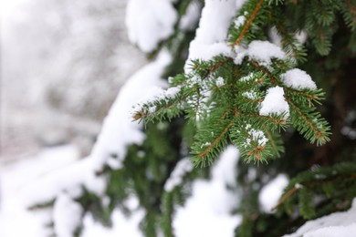 Fir tree branch covered with snow in winter park, closeup. Space for text