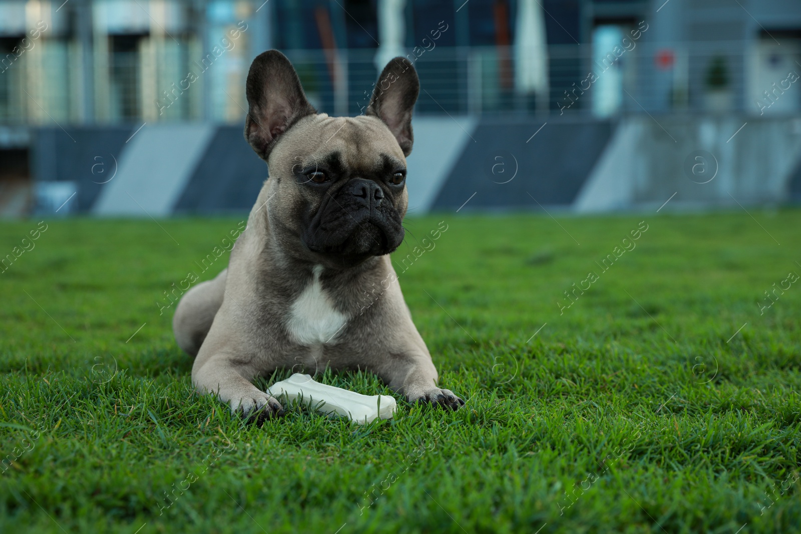 Photo of Cute French bulldog and bone treat on green grass outdoors, space for text. Lovely pet