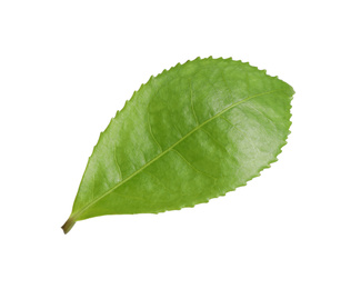 Photo of Green leaf of tea plant isolated on white